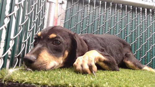 MOONPIE - Rottweiler available for adoption