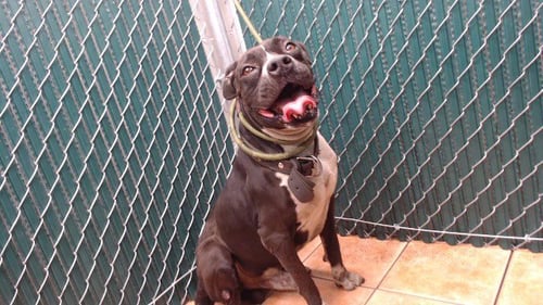 ROCKY - Pit Bull Terrier available for adoption