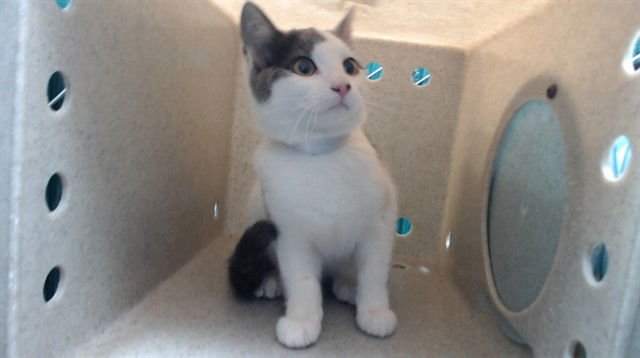 POSEY - Domestic Short Hair available for adoption