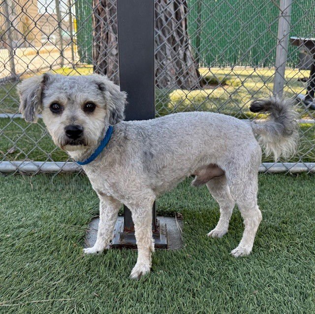 ALVIN - Terrier available for adoption