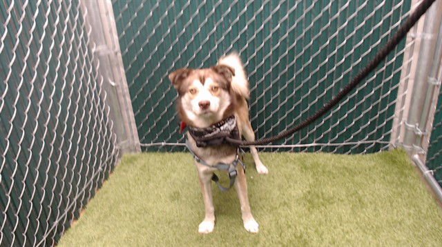 DE'ANDRE - Alaskan Klee Kai available for adoption