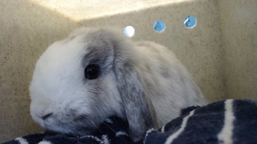 A5788096 - Shorthaired Rabbit available for adoption