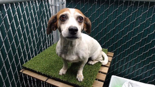 CANDY - Beagle available for adoption