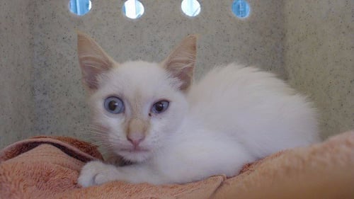 OOGA - Domestic Short Hair available for adoption