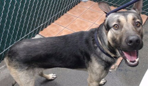 BRANDON - German Shepherd Dog available for adoption