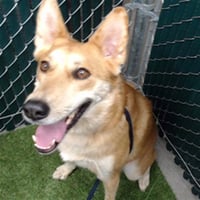 GINGER - Photo 1
