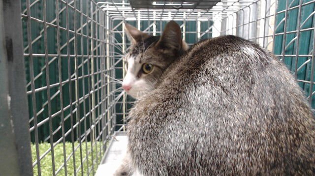 RAMESES - Domestic Short Hair available for adoption