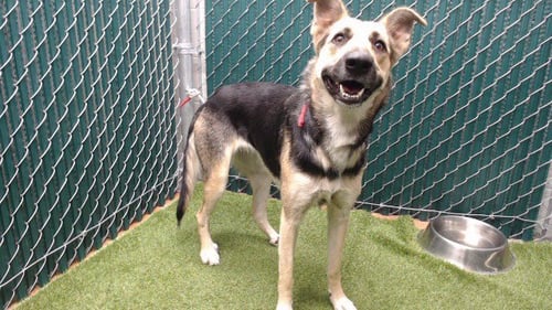 SUZIE - German Shepherd Dog available for adoption