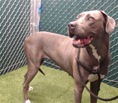 JENN - Pit Bull Terrier / Great Dane available for adoption