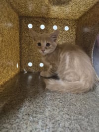CREAMSICLE - Photo 1