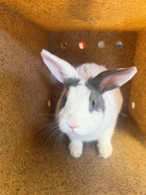 THUMPER - Shorthaired Rabbit available for adoption