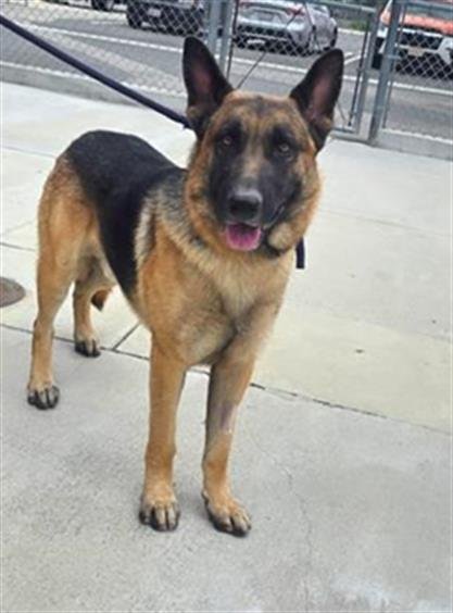 BUTTERFINGER - German Shepherd Dog available for adoption