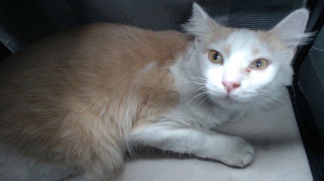 BOO - Domestic Short Hair available for adoption