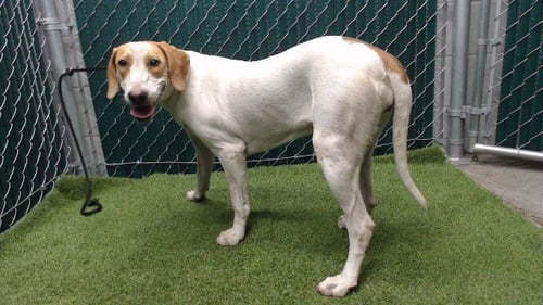 CLEOPATRA - Pharaoh Hound available for adoption