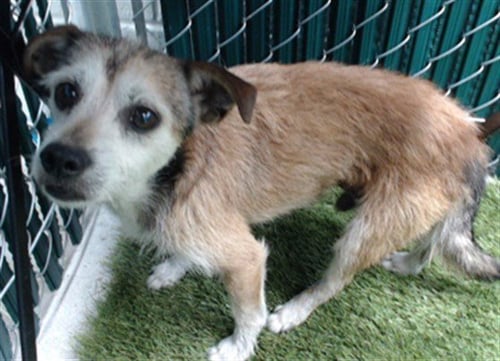 OSO - Parson Russell Terrier / Chihuahua available for adoption