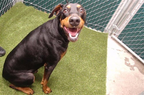 DODGER - Doberman Pinscher available for adoption