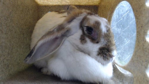 TOMMY - Shorthaired Rabbit available for adoption
