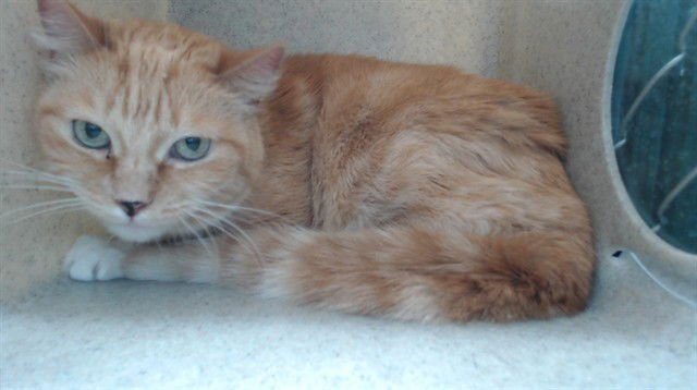 BUTTONS - Domestic Medium Hair available for adoption