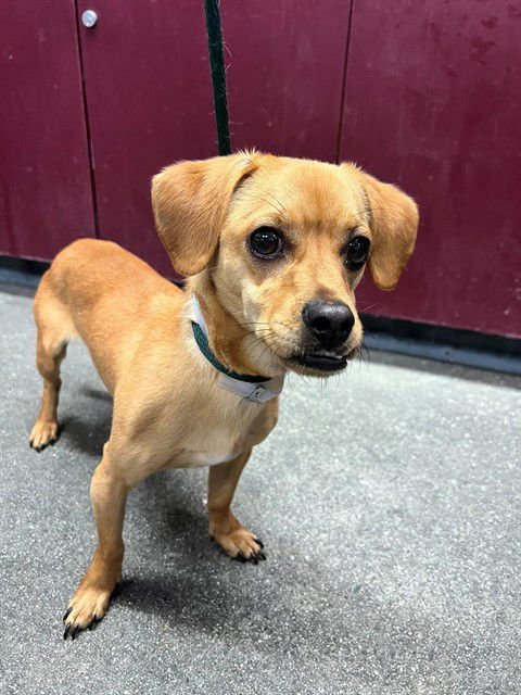 ENRICO - Chihuahua available for adoption