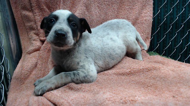 CAIRO - Australian Cattle Dog/Blue Heeler available for adoption
