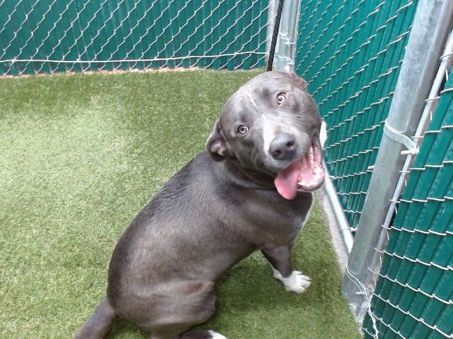 BOSCO - Pit Bull Terrier available for adoption