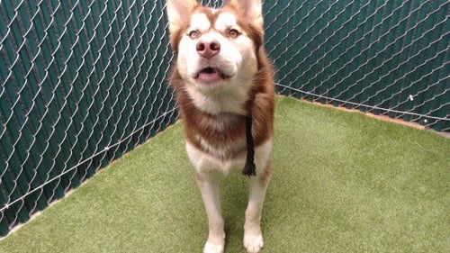 TOPPER - Alaskan Malamute available for adoption