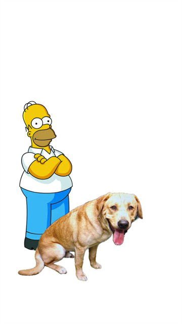 HOMER - Labrador Retriever available for adoption