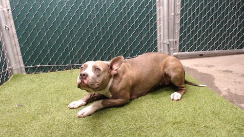 LAYLA - Pit Bull Terrier available for adoption