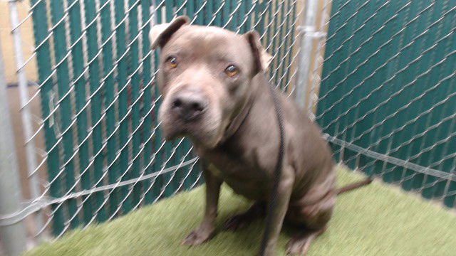 PRECIOUS - Pit Bull Terrier available for adoption