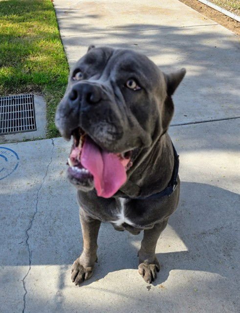 RAMON - Cane Corso Mastiff available for adoption