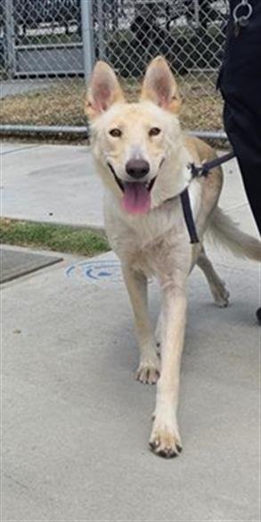 COKA - Siberian Husky available for adoption