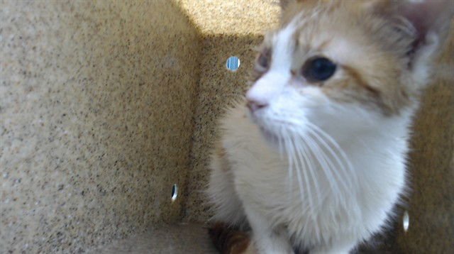 LONG LEGS - Domestic Medium Hair available for adoption