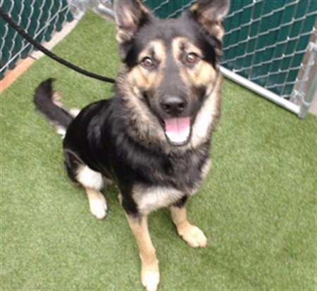 KODA Image