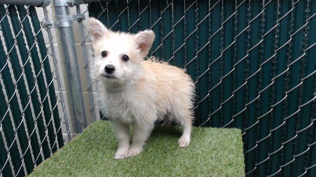 CHRISTOPHER - Maltese / Siberian Husky available for adoption