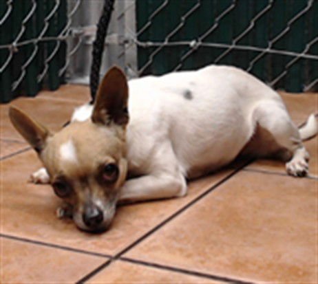 GUERA - Chihuahua available for adoption
