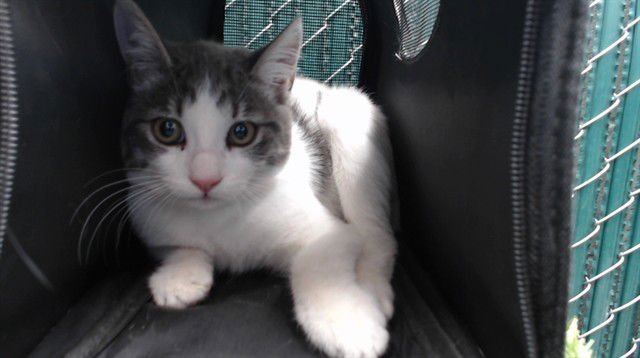 ROSIE - Domestic Short Hair available for adoption