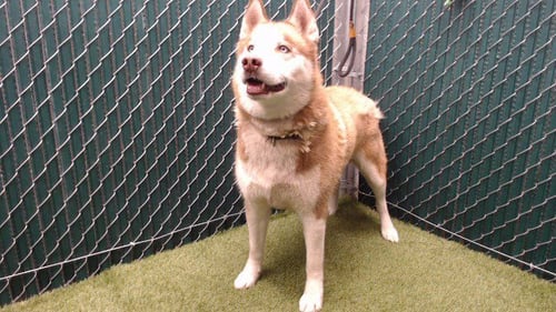 PRINCE - Siberian Husky available for adoption