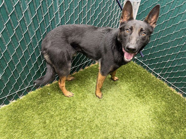 A5757970 - Belgian Shepherd Malinois available for adoption