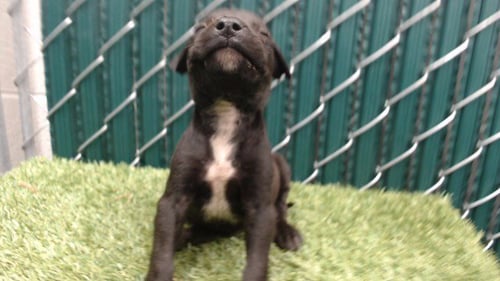 TWIX - Pit Bull Terrier available for adoption