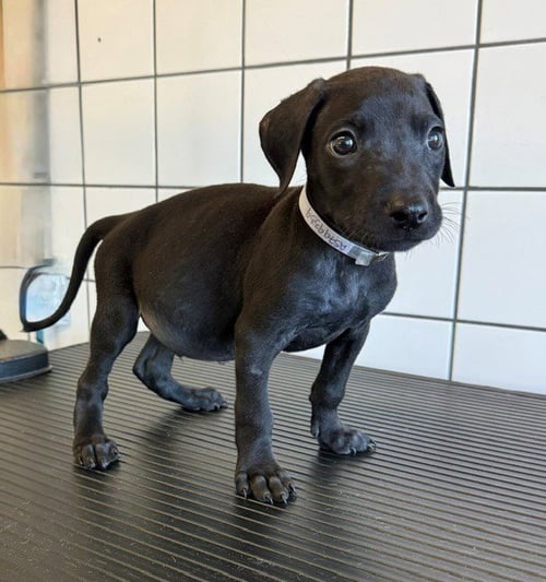 TWIX - Pit Bull Terrier available for adoption