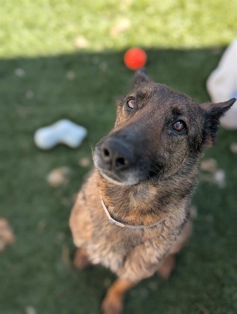 CALYPSO - Belgian Shepherd Malinois / German Shepherd Dog available for adoption