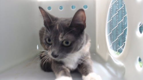 YAMILA - Domestic Short Hair available for adoption