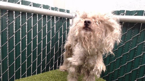 KAWAII - Poodle (Miniature) available for adoption