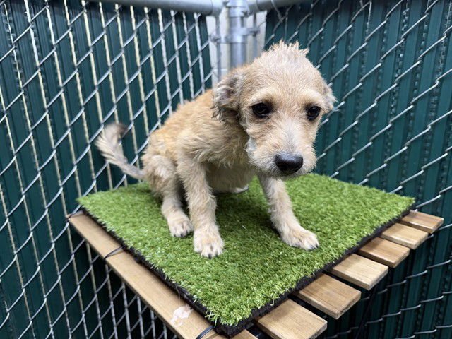 BISCUIT - Terrier available for adoption