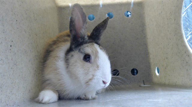 JACKS - Shorthaired Rabbit available for adoption