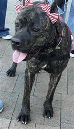 BRENDA - Pit Bull Terrier available for adoption