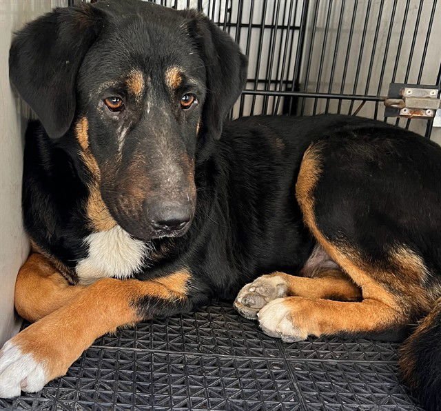 SCARLET - German Shepherd Dog available for adoption