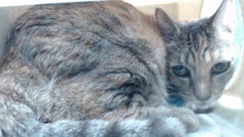SLICK - Domestic Short Hair available for adoption