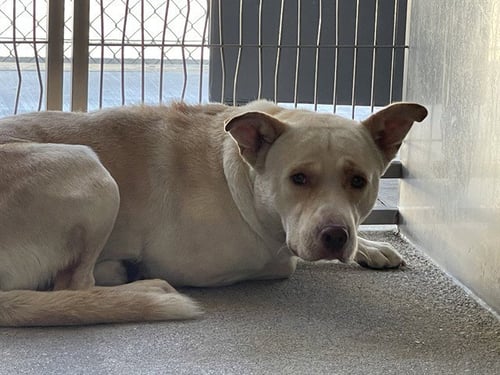 A5798762 - Chow Chow / Pit Bull Terrier available for adoption