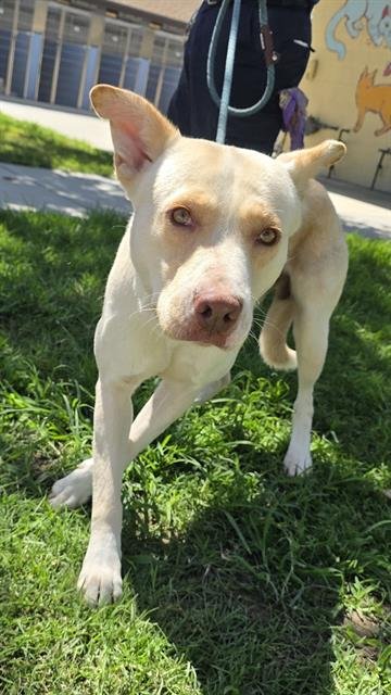 DINO - Pit Bull Terrier available for adoption